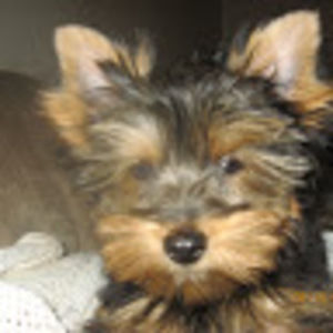 Meet your Posher, Lumaria